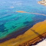 Scientists reveal new findings on causes of anomalous Sargassum invasions in the Caribbean