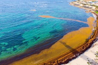 Scientists reveal new findings on causes of anomalous Sargassum invasions in the Caribbean