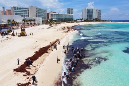 Cancun hosts a summit to explore Sargassum’s economic opportunities