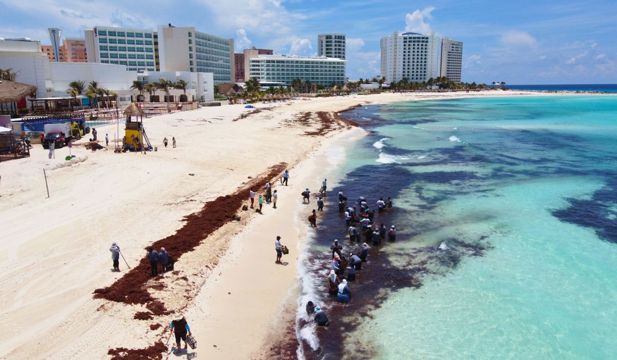 Cancun hosts a summit to explore Sargassum’s economic opportunities