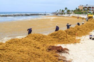 Sargassum seaweed invades Playa del Carmen beaches after Hurricane Beryl