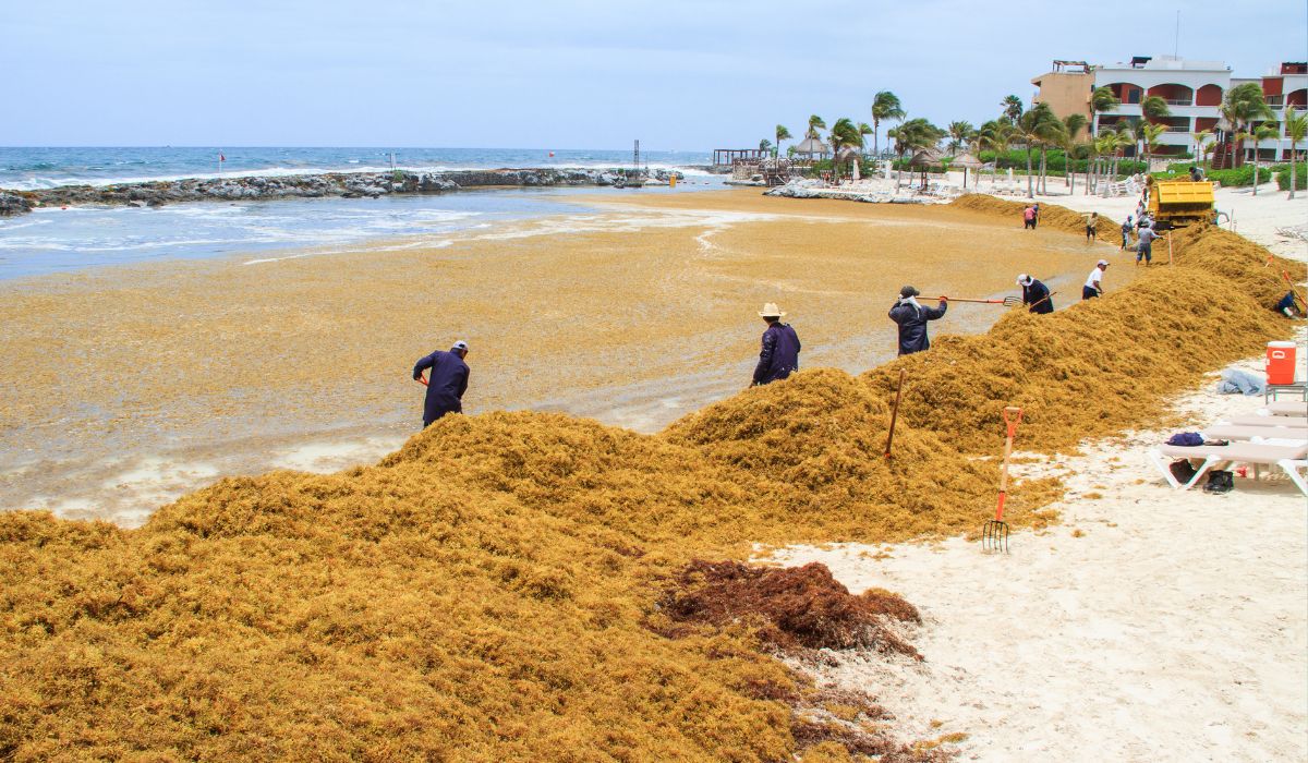 Sargassum seaweed invades Playa del Carmen beaches after Hurricane Beryl