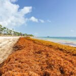 While Cancun is Sargassum-free, Punta Cana is seeing massive arrivals