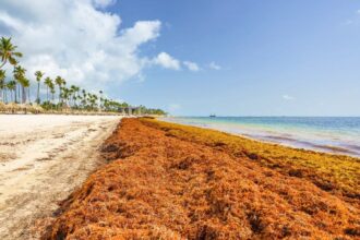 While Cancun is Sargassum-free, Punta Cana is seeing massive arrivals