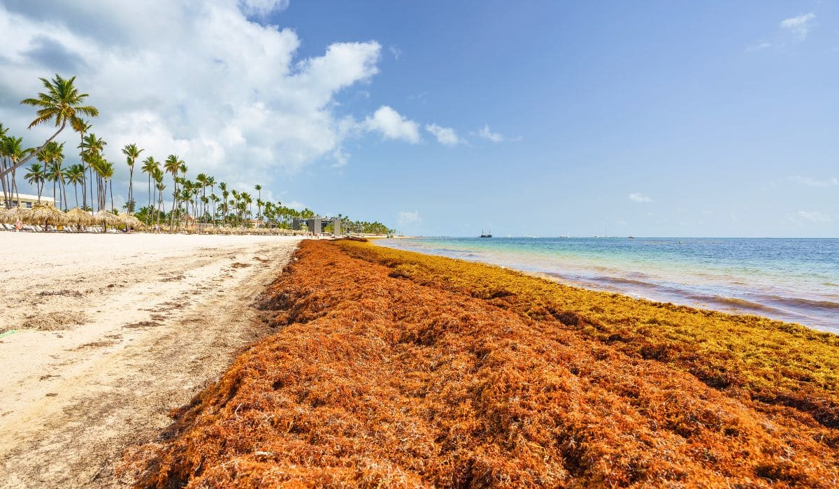 While Cancun is Sargassum-free, Punta Cana is seeing massive arrivals