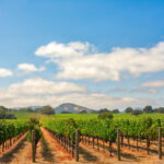 Beautiful coastline and renowned vineyards! This American destination has been named one of the best trips for 2025