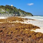 The cleared Sargassum on the beaches of Tulum will decrease by almost 70 percent in 2024