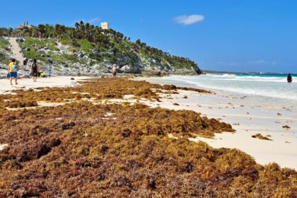 The cleared Sargassum on the beaches of Tulum will decrease by almost 70 percent in 2024