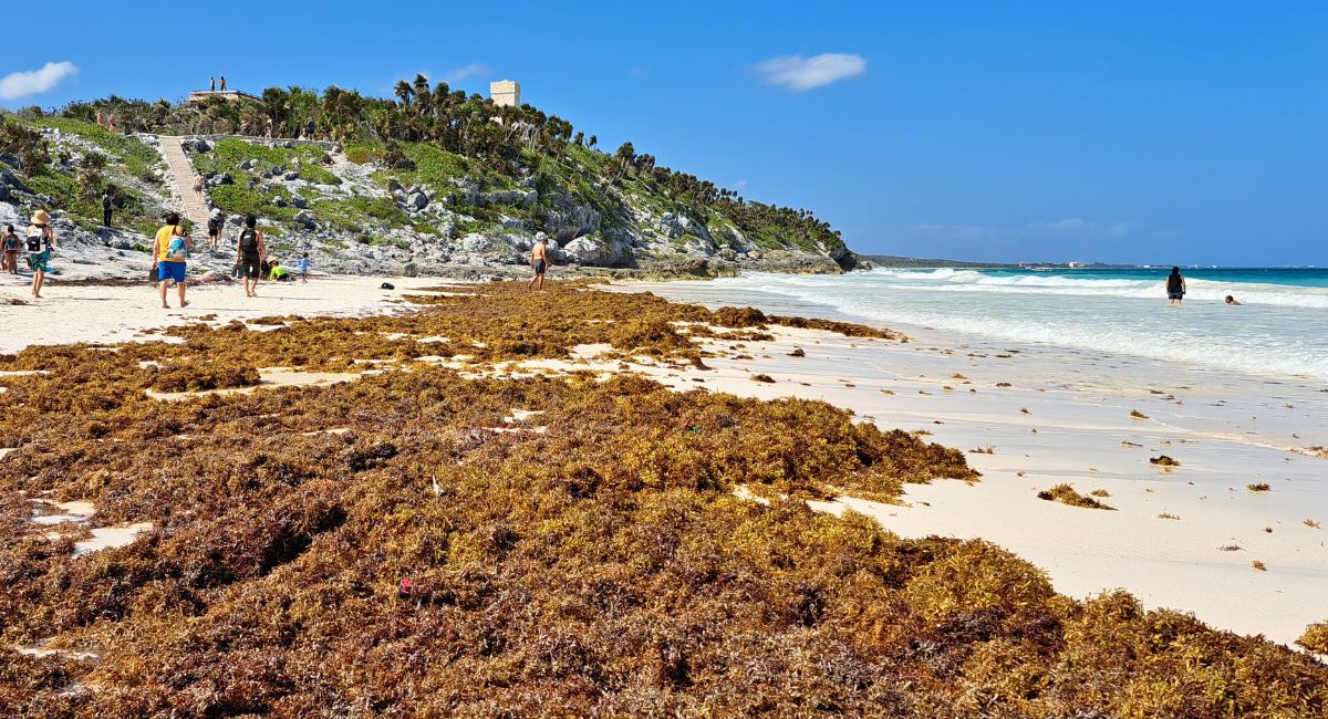 The cleared Sargassum on the beaches of Tulum will decrease by almost 70 percent in 2024