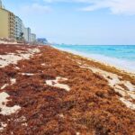 Cancun Sargassum season 2025 – predictions, updates, map, etc.