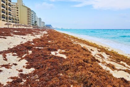 Cancun Sargassum season 2025 – predictions, updates, map, etc.