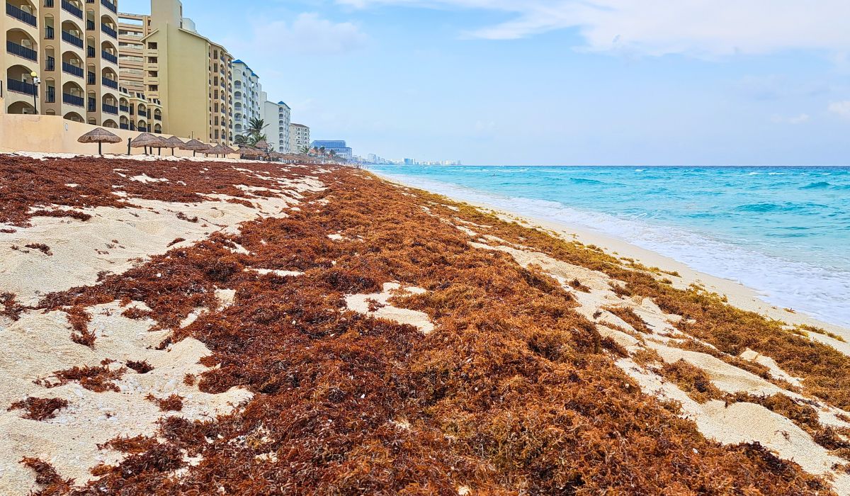 Cancun Sargassum season 2025 – predictions, updates, map, etc.