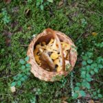 Unlock the power of medicinal mushrooms: an informative guide