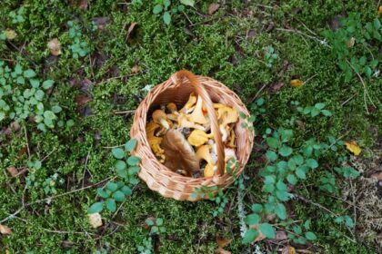 Unlock the power of medicinal mushrooms: an informative guide