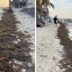 Mexican Caribbean sees the first important Sargassum -Vasia in 2025