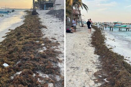 Mexican Caribbean sees the first important Sargassum -Vasia in 2025