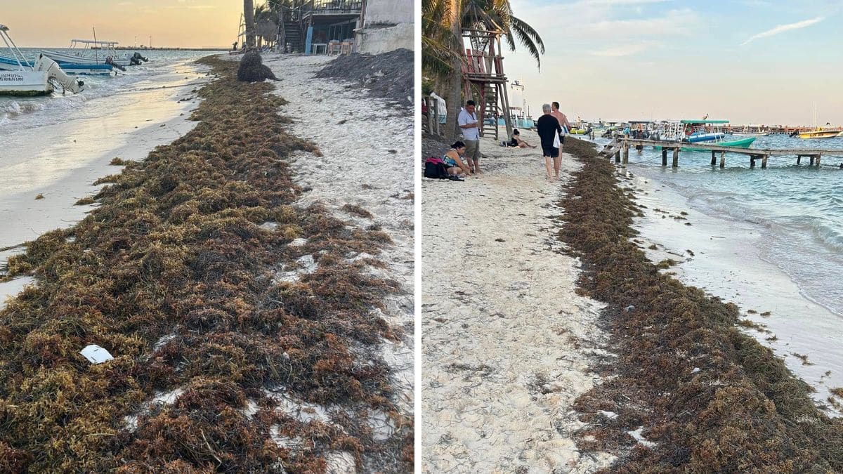 Mexican Caribbean sees the first important Sargassum -Vasia in 2025