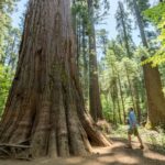 Relaxing wineries and stunning sequoias: visit this spring of California’s most underrated state park