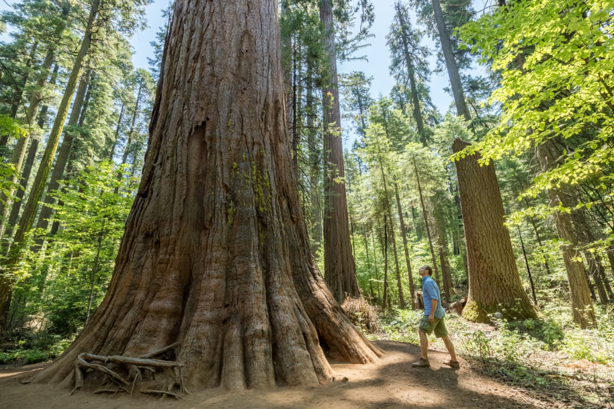 Relaxing wineries and stunning sequoias: visit this spring of California’s most underrated state park