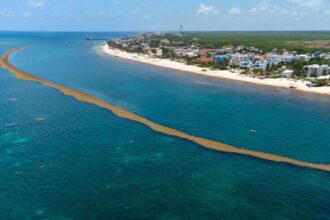 1.5 miles anti-Sargassum barrier installed in Playa del Carmen to protect tourism and the ecosystem