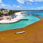 31 million tons of Sargassum on the way to the beaches of Florida, Mexico and the Caribbean