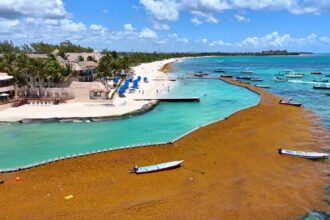 31 million tons of Sargassum on the way to the beaches of Florida, Mexico and the Caribbean
