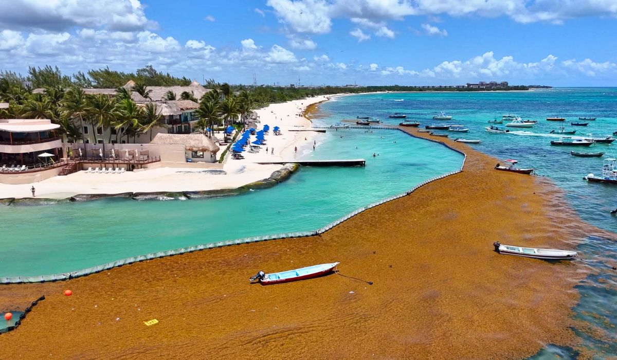 31 million tons of Sargassum on the way to the beaches of Florida, Mexico and the Caribbean