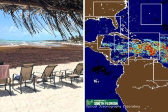 Satellite images reveal in May on Record Sargassum -Inflow in Florida and Cancun