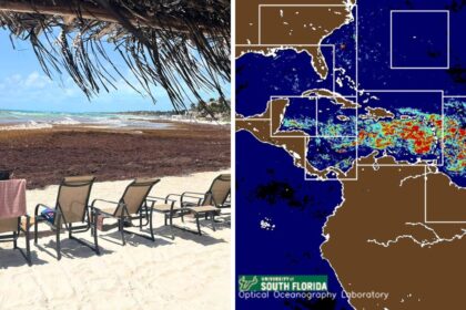 Satellite images reveal in May on Record Sargassum -Inflow in Florida and Cancun