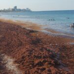 Another popular Caribbean island on alert about solid Sargassum -Vasia