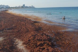 Another popular Caribbean island on alert about solid Sargassum -Vasia