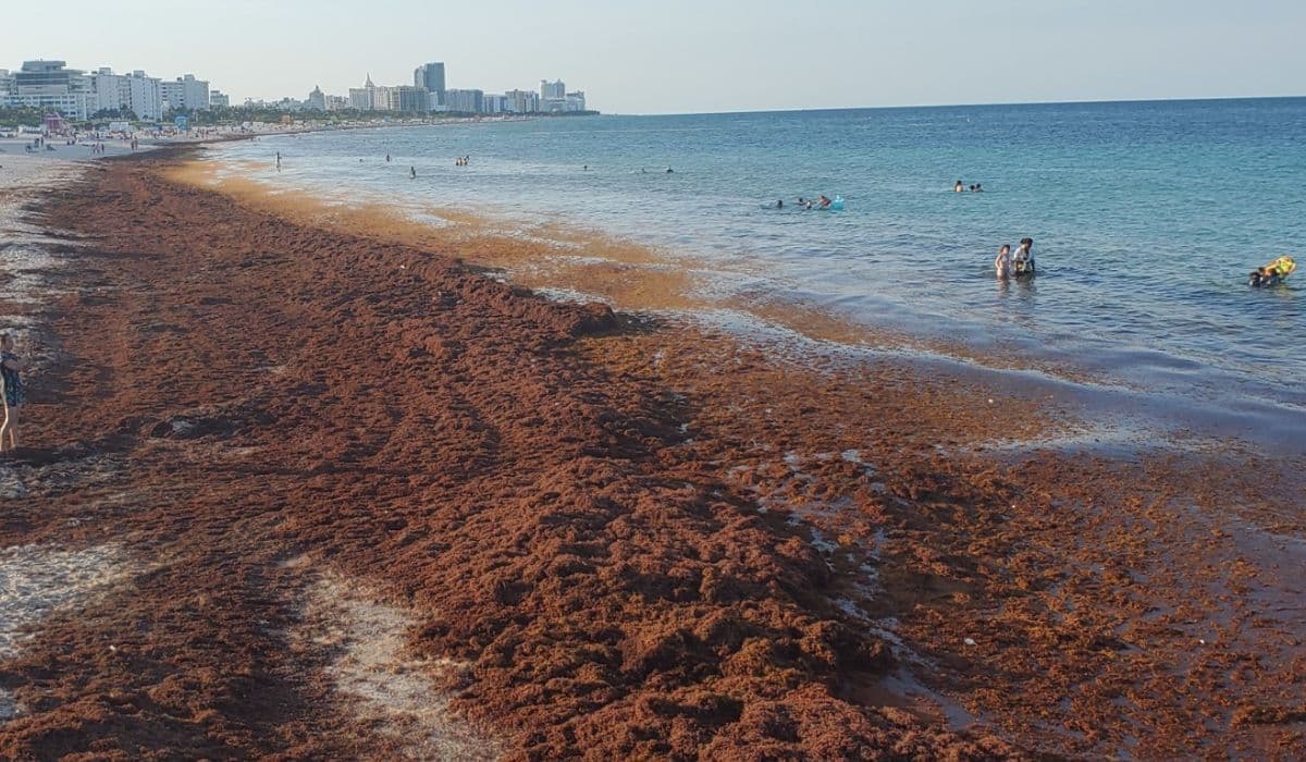 Another popular Caribbean island on alert about solid Sargassum -Vasia