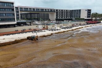 Mexican beaches overwhelmed by the worst arrival of Sargassum ever