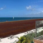 Cancun hotels say “few cancellations” despite seaweed covered beaches