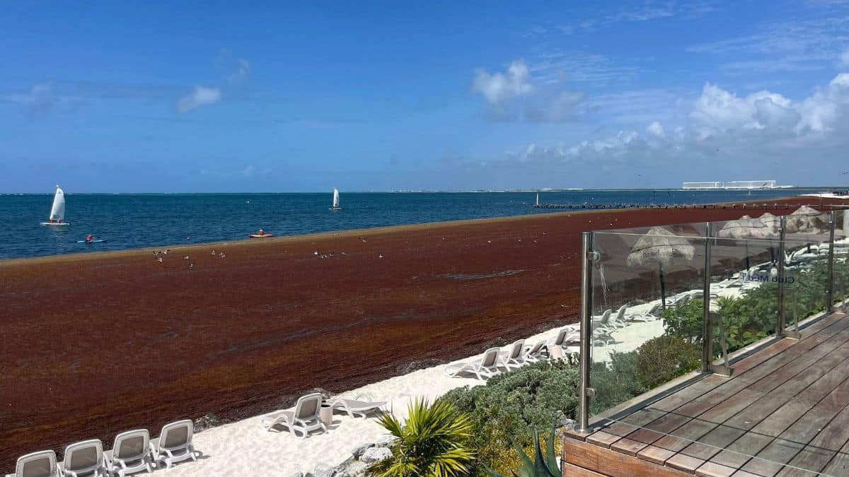 Cancun hotels say “few cancellations” despite seaweed covered beaches