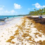 Dominican Republic launches environmental activities in response to Sargassum -Vasia
