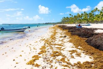 Dominican Republic launches environmental activities in response to Sargassum -Vasia