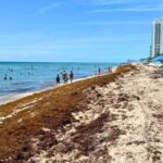 Florida Beaches fight waves of Sargassum again when the summer heat intensifies