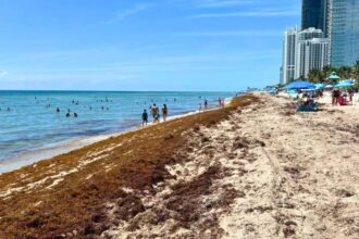Florida Beaches fight waves of Sargassum again when the summer heat intensifies