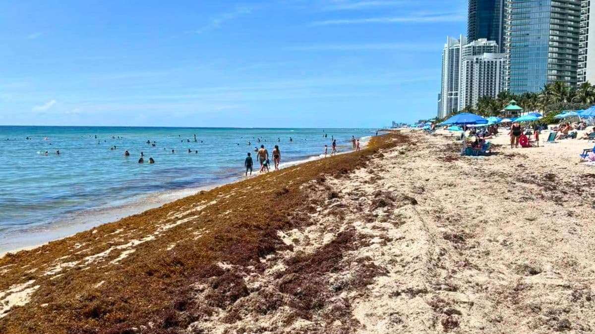 Florida Beaches fight waves of Sargassum again when the summer heat intensifies
