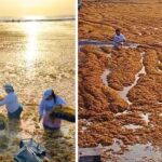 This Mexican beach hit a single day with 140 tons of Sargassum