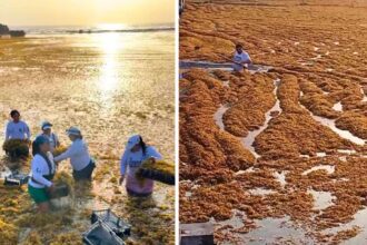 This Mexican beach hit a single day with 140 tons of Sargassum