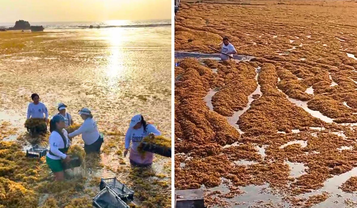 This Mexican beach hit a single day with 140 tons of Sargassum