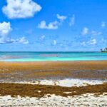 Sargassum continues to invade Caribbean beaches, when does it end?
