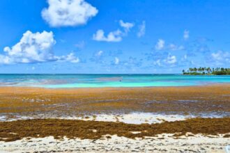 Sargassum continues to invade Caribbean beaches, when does it end?