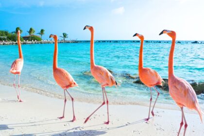 6 Best Islands in the Caribbean to Visit in November 2025