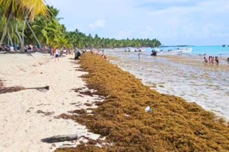 Dominican Republic Continues to See High Sargassum Arrivals Through October (VIDEO)