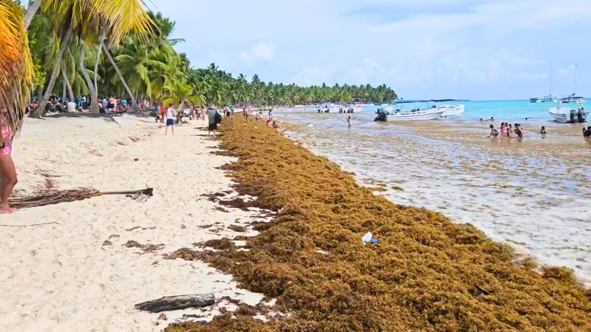 Dominican Republic Continues to See High Sargassum Arrivals Through October (VIDEO)