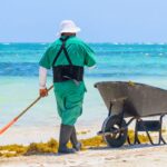 Sargassum season in the Cancun region is nearing its end, governor says