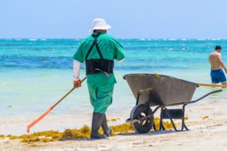 Sargassum season in the Cancun region is nearing its end, governor says